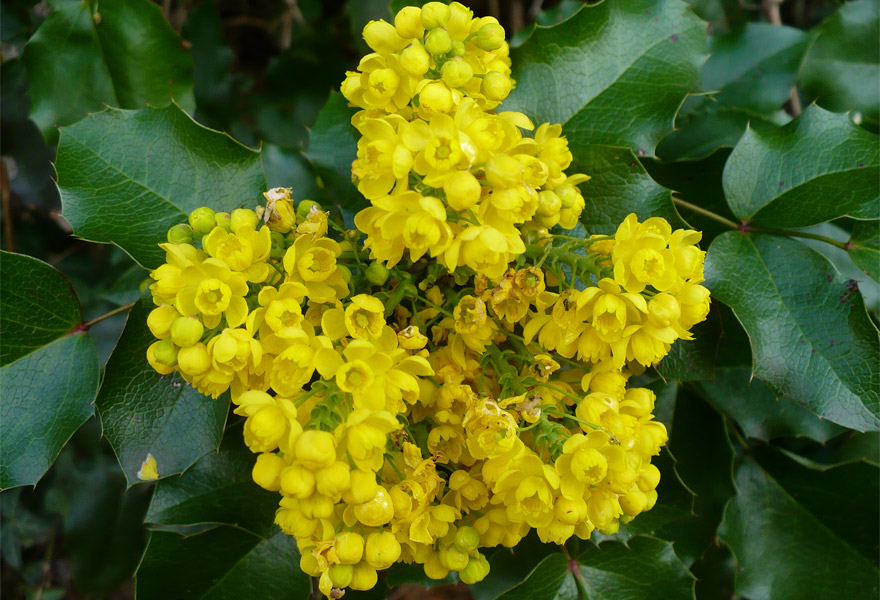 Магония падуболистная (Мahonia aquifolia)