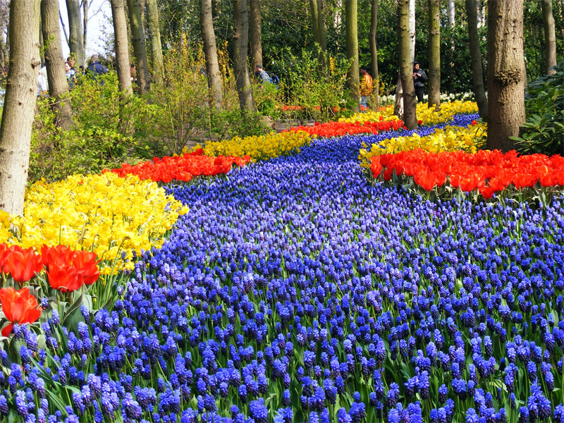 Кёкенхоф или  Сад Европы, Нидерланды