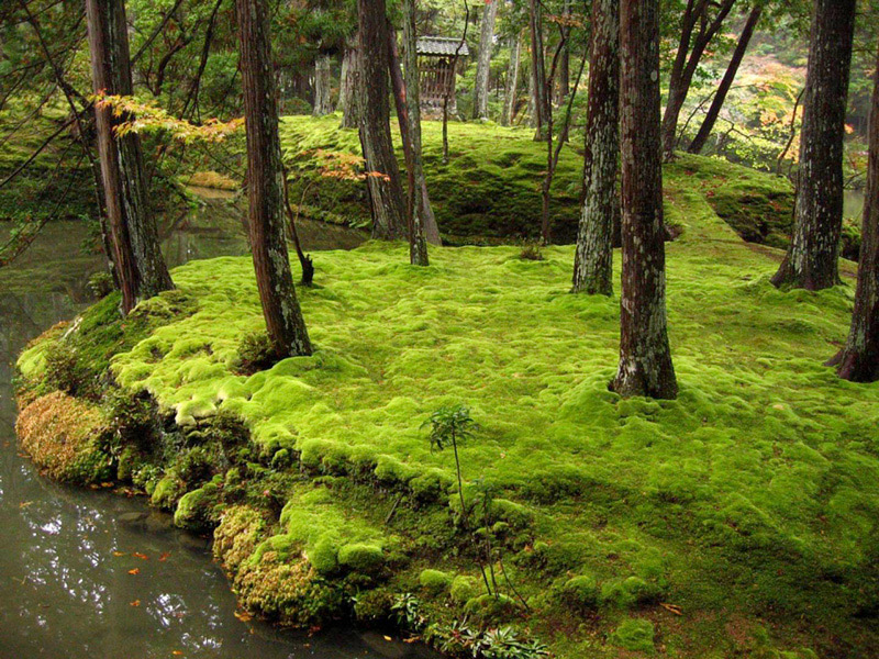  Сад мхов Сайходзи в Киото, Япония