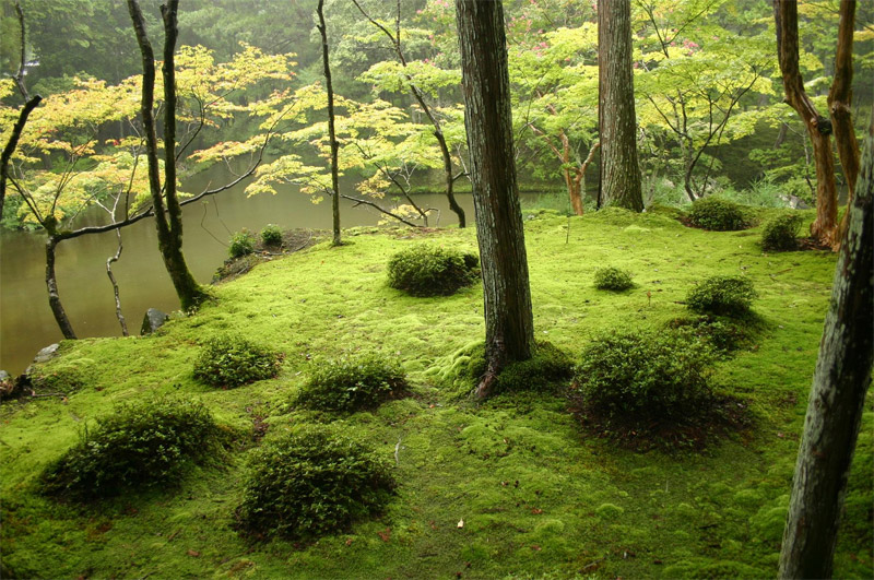  Сад мхов Сайходзи в Киото, Япония